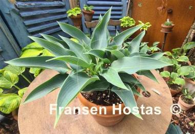 Hosta Blue Arrow
