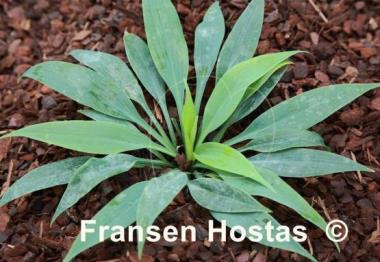 Hosta Blue Baron