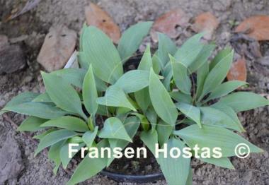 Hosta Blue Baron