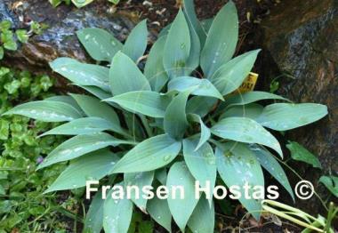 Hosta Blue Baron