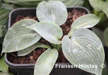 Hosta Blue Beard