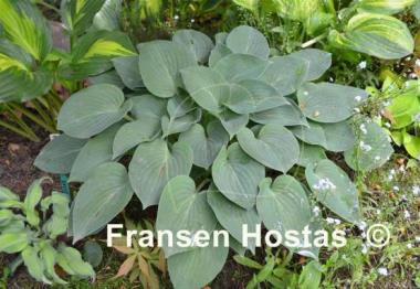 Hosta Blue Belle
