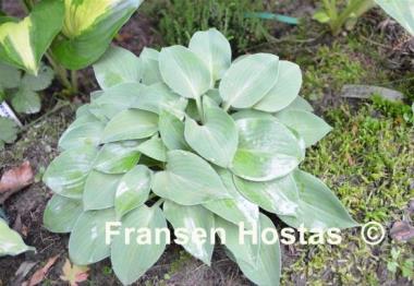 Hosta Blue Belle