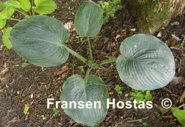 Hosta Blue Betty Lou