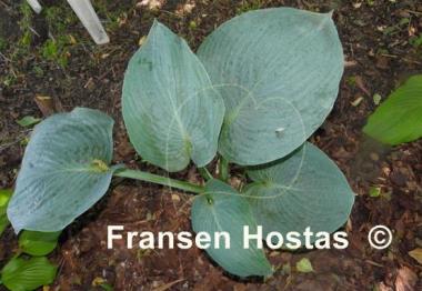 Hosta Blue Betty Lou