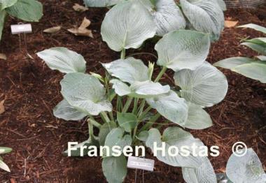 Hosta Blue Betty Lou