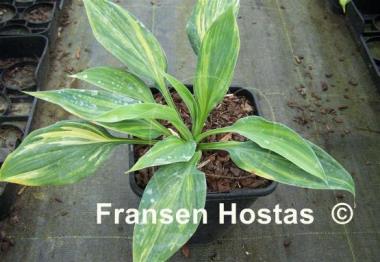 Hosta Blue Blazes Splashed