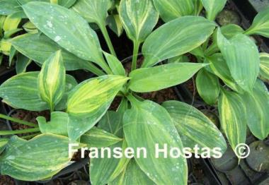 Hosta Blue Blazes Splashed