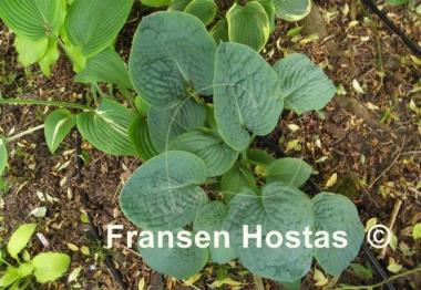 Hosta Blue Blazes