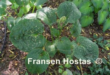 Hosta Blue Blazes