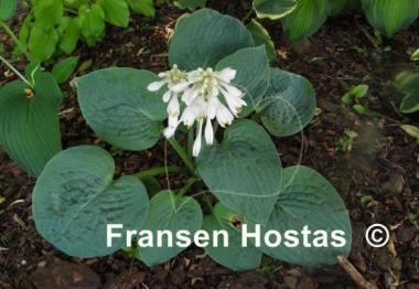 Hosta Blue Blazes
