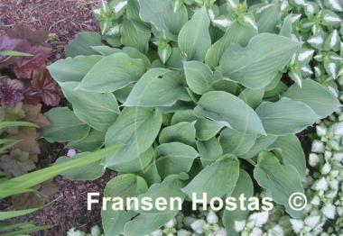 Hosta Blue Boy