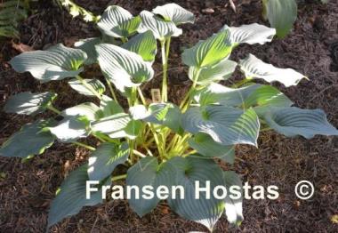 Hosta Blue Boy