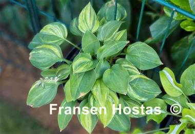 Hosta Blue Cadet Streaked