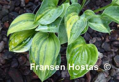 Hosta Blue Cadet Streaked