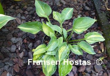 Hosta Blue Cadet Streaked