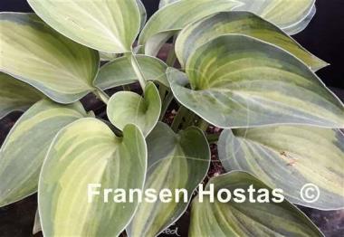 Hosta Blue Cadet Streaked