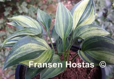 Hosta Blue Cadet Streaked