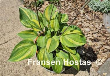 Hosta Blue Cadet Streaked