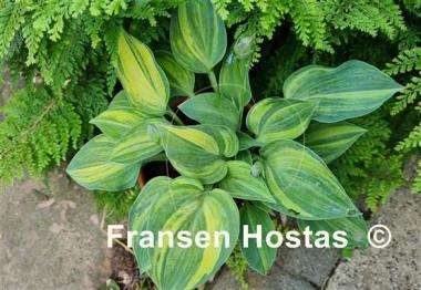 Hosta Blue Cadet Streaked
