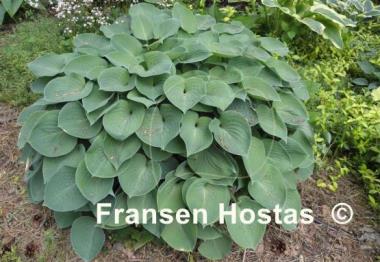 Hosta Blue Cadet