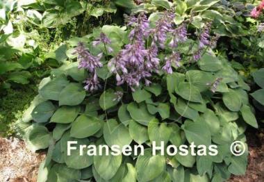 Hosta Blue Cadet