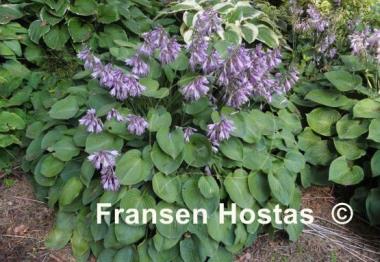 Hosta Blue Cadet