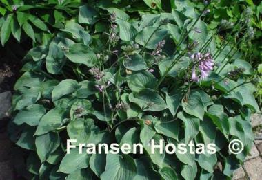 Hosta Blue Cadet