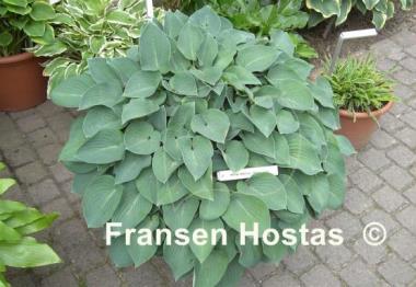 Hosta Blue Cadet