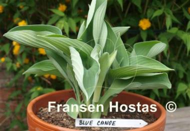 Hosta Blue Canoe