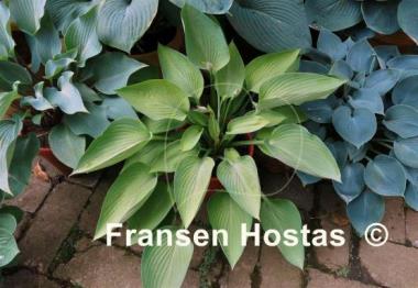 Hosta Blue Canoe