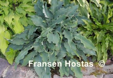 Hosta Blue Cascade