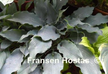 Hosta Blue Cascade