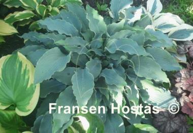 Hosta Blue Cascade