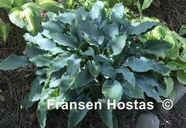 Hosta Blue Cascade