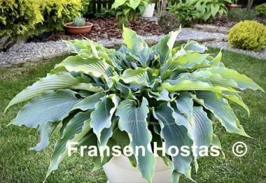 Hosta Blue Cascade