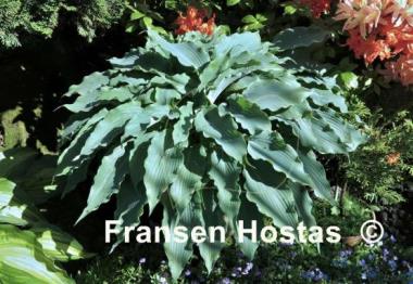 Hosta Blue Cascade