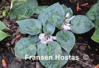 Hosta Blue Chip