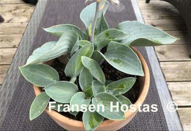 Hosta Blue Chip