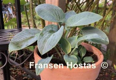 Hosta Blue Chip