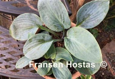 Hosta Blue Chip