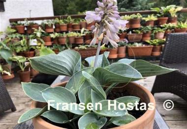 Hosta Blue Chip