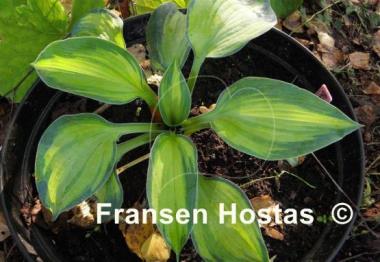 Hosta Blue Circle