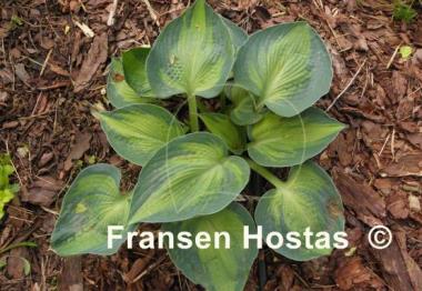 Hosta Blue Circle