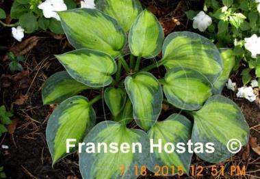 Hosta Blue Circle