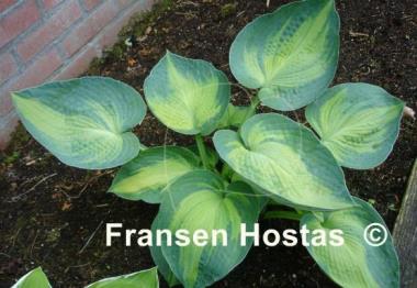 Hosta Blue Circle
