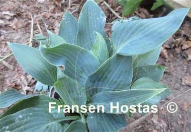 Hosta Blue Clown