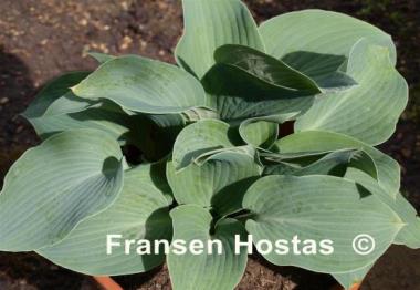 Hosta Blue Clown