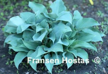 Hosta Blue Diamond
