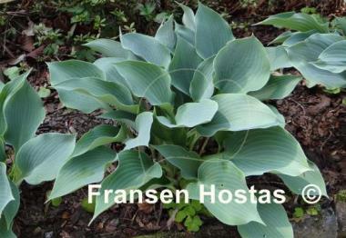 Hosta Blue Diamond